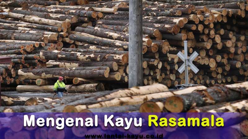 mengenal kayu rasamala